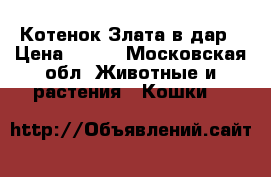 Котенок Злата в дар › Цена ­ 100 - Московская обл. Животные и растения » Кошки   